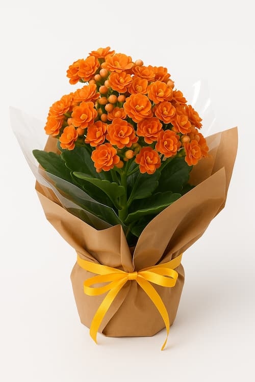 Flor da fortuna Laranja Flor da fortuna Laranja